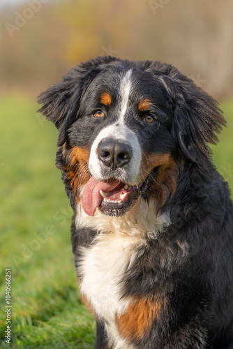 Wallpaper Mural The Bernese Mountain Dog is a Swiss dog breed that lives an average of 10 years. It is a giant dog breed, long-haired, tricolor, harmonious and balanced. Torontodigital.ca
