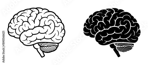 Black and white line of human brain lateral views anatomy lineart