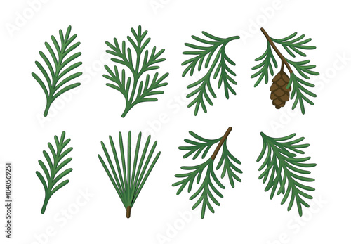 Pine tree branches, flat vector illustration, spruce foliage, evergreen leaves