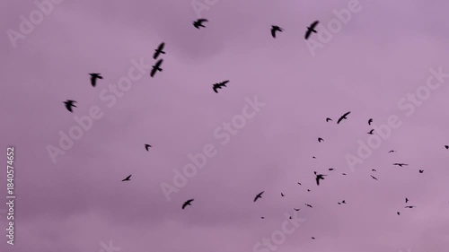 A flock of birds with a pink sunset