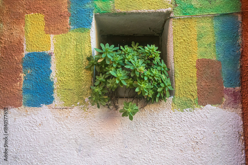 Una pianta grassa davanti a una piccola finestra che si apre su un muro colorato di una casa dell'isola di Burano nella laguna di Venezia