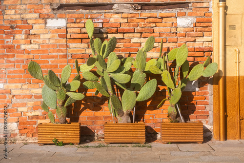 Alcune piante di cactus illuminate dal sole davanti a un muro di mattoni di una casa