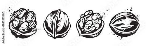 Four stylized walnuts depicted in a bold graphic ink style, featuring intricate textures and dynamic splatters, perfect for rustic or natural design elements.