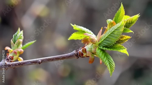 Wallpaper Mural Fresh Green Plant Bud Vigorously Unfolding Leaves on a Soft Blurry Natural Background Time-Lapse Torontodigital.ca
