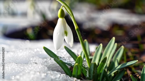 Wallpaper Mural Time-lapse: Snowdrop Blooming from Melting Snow in Early Spring Torontodigital.ca