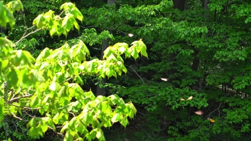 Wallpaper Mural Vibrant Fresh Green Leaves Gently Sway in a Serene Forest, with Sparkling Pollen Particles Floating in Bright Sunlight Torontodigital.ca