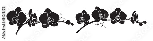 Black orchid flowers and buds are depicted in a stylized vector illustration, featuring delicate white outlines and artistic ink splatters.
