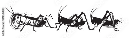 Three grasshoppers are depicted in a stylized black and white grunge illustration, showcasing their distinct insect forms with artistic brush strokes and ink splatters.