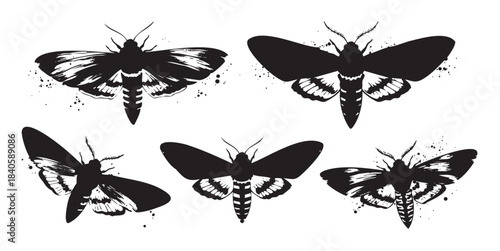 Five black moth silhouettes with intricate wing patterns are depicted in a stylized vector illustration with ink splatter details.