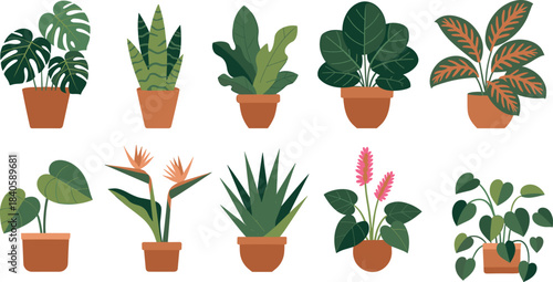 Potted plant illustration set, tropical and ornamental houseplants, diverse leaf shapes and colors, vector indoor garden graphics