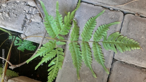 
A uniquely shaped leaf placed on concrete block creating strong contrast between organic and hard surface