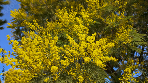 Branches of golden acacia mimosa fill the frame, symbolizing spring, warmth and seasonal nature renewal.