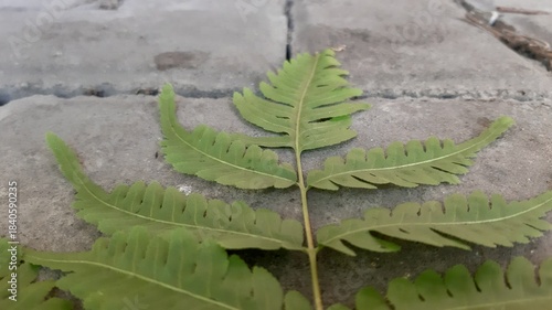 
A uniquely shaped leaf placed on concrete block creating strong contrast between organic and hard surface