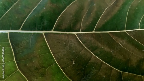 
Large green leaf with visible contrasting veins showing natural texture and organic structure