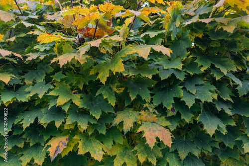 Branches of young maple with green and yellow autumn leaves