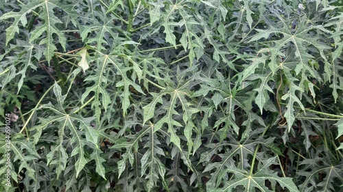 
Papaya leaves growing lush during the rainy season showing vibrant natural tropical growth