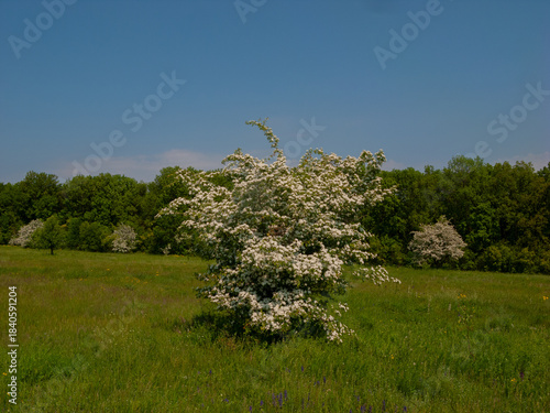 Blooming hawthorn bush in a spring meadow.