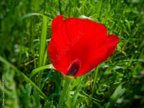 Wild poppy flower against a background of blooming grasses in a meadow.