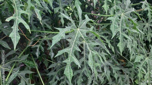 Papaya leaves growing lush during the rainy season showing vibrant natural tropical growth
