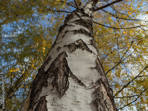 Old birch trunk in park in sunny day, bottom view