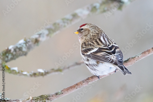 Common redpoll