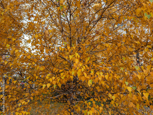 Branches of birch with yellow autumn leaves in public garden
