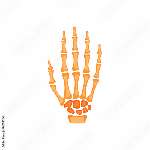Hand Bone Illustration - Human Body Anatomy, Wrist Joint, Fingers, Skeletal Structure, Medical Diagram