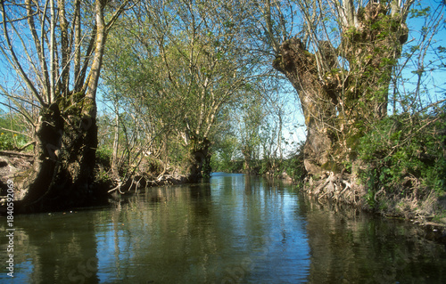 Fraximus excelsior, Frêne tétard, Marais Poitevin, 85, Vendée, France