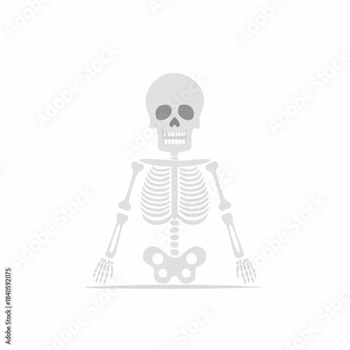 Human Skeleton Anatomical Structure Educational Anatomy Graphic Flat Design