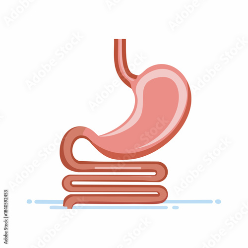 Illustration of human stomach and duodenum. Digestive system anatomy.