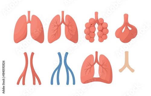 Human lungs anatomy, respiratory system details in flat vector illustration