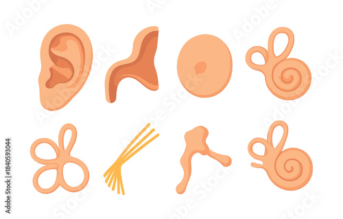 Ear anatomy and playful shapes, flat vector illustration of ear parts and designs