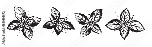 Four fresh basil leaves sprigs are artfully illustrated in a hand-drawn, black and white sketch style, capturing their natural beauty and aromatic essence.