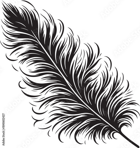 feather on white background
