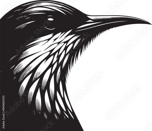 bird of prey