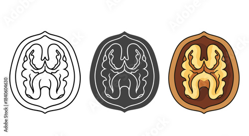 Walnut in cross section isolated on white background set of three walnut halves outline, silhouette and color version vector illustration isolated on white background