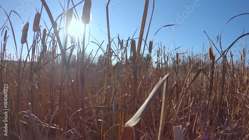 Cattail Seed Heads in Sun 4K UHD. Dry bulrushes, in a marshy wetland, going to seed. 4K, UHD.

