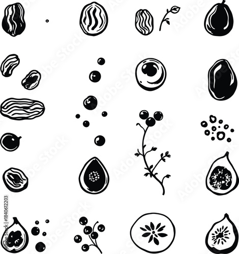 Monochrome Vector Illustration of Stylized Seeds, Nuts, Berries, and Fruits Depicted in Minimalist Silhouettes and Cross-Sections to Represent Botanical Diversity, Organic Nutrition, and Natural Food 
