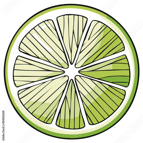 Fresh green lime fruit slice cross section illustration with vibrant citrus pulp and peel