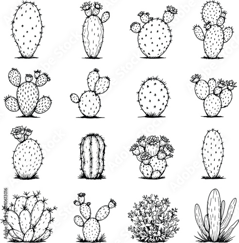 Monochrome Vector Illustration of Diverse Cactus Species Depicted in Minimalist Style Featuring Silhouettes and Line Art of Columnar, Pad-Like, and Flowering Cacti Representing Botanical Variety, 