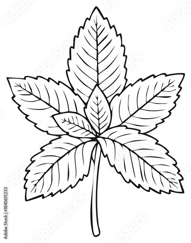 Minimalist black and white line art illustration of a fresh mint sprig with leaves