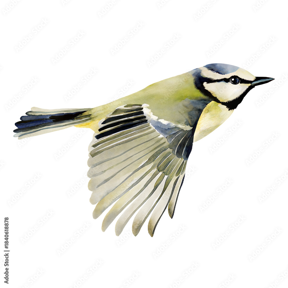 Naklejka premium Watercolor flying bird illustration with detailed extended wings and natural feather shading in realistic hand painted style
