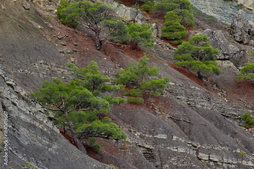 Russia, Republic of Crimea. View of trees and shrubs growing on very steep and smooth cliffs on the Black Sea coast near the town of Sudak.