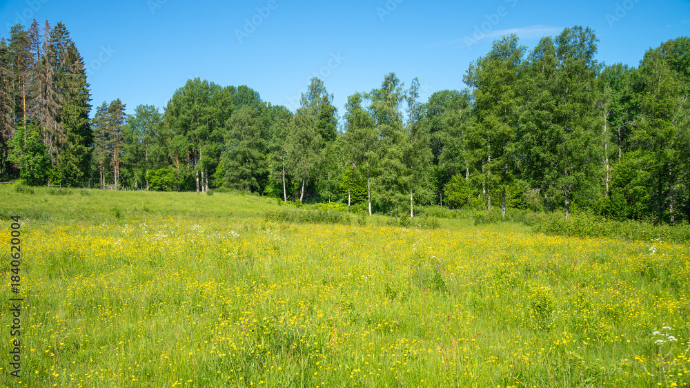 Obraz premium Rural meadow landscape a sunny day. Swedish summer. Yellow wildflowers, forest and blue sky. Nature photography in Sweden. 