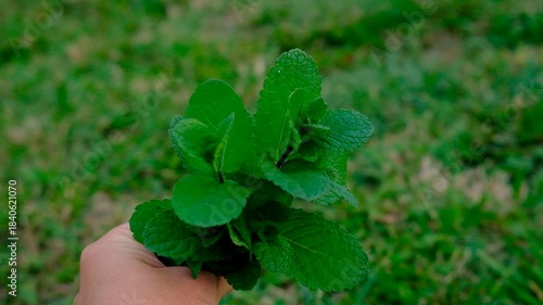 Peppermint essential oil in the garden. Selective focus.