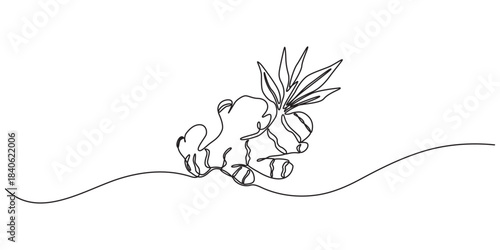 Ginger vector illustration. One line drawing art illustration organic ginger, Single one line drawing of healthy organic ginger for harvesting logo identity. Fresh flowering plant rhizome concept pro.