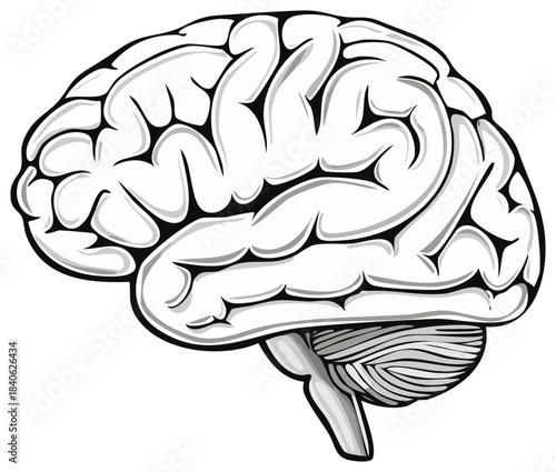 Brain anatomy illustration, side view in black and white, human organ concept.