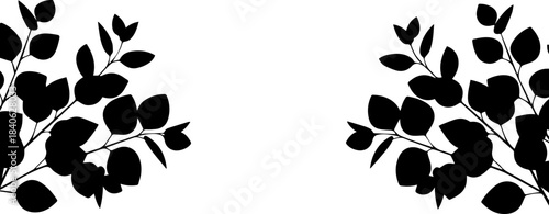 Silhouette of eucalyptus branches with leaves on both sides against a white background design element
