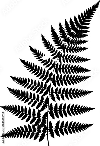 Detailed silhouette of a fern frond with pinnate leaves against a white background image style