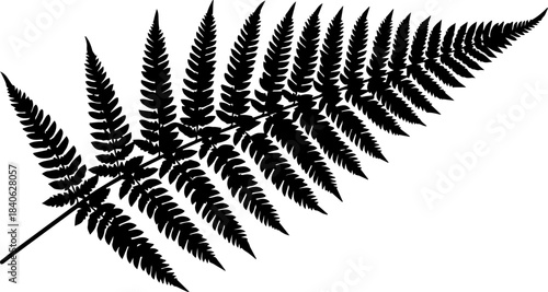 Black silhouette of a fern frond with detailed leaflets arranged along a central stem on white background